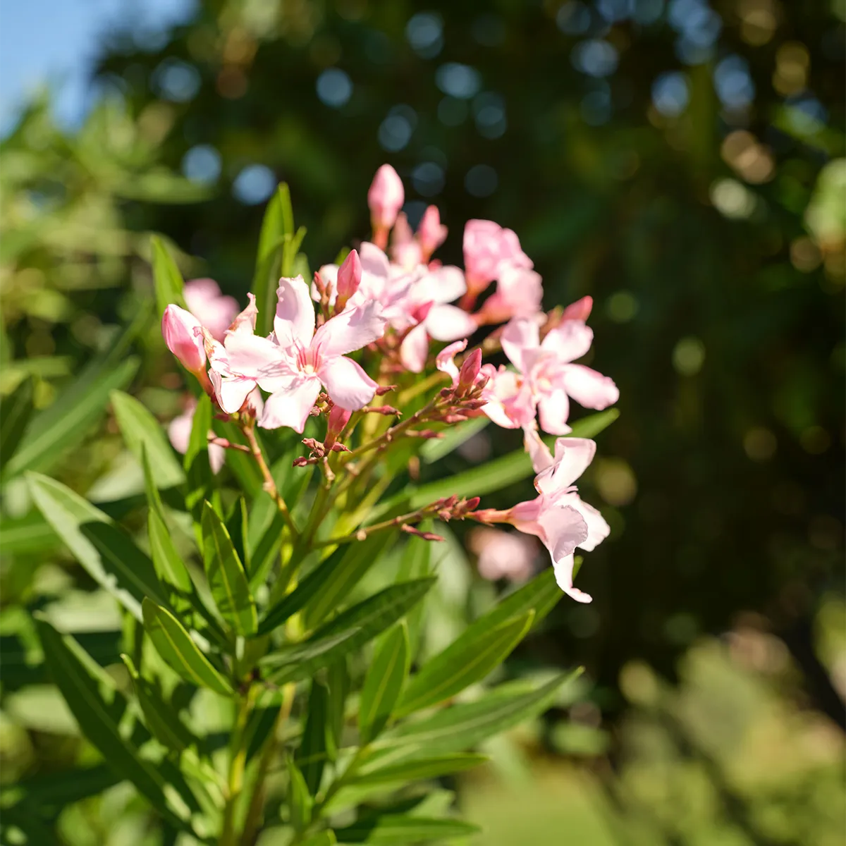 schlossberg-mood-oleander-blute-1200x1200 schlossberg-mood-oleander-blute-1200x1200