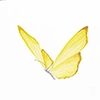 Lemon Tree