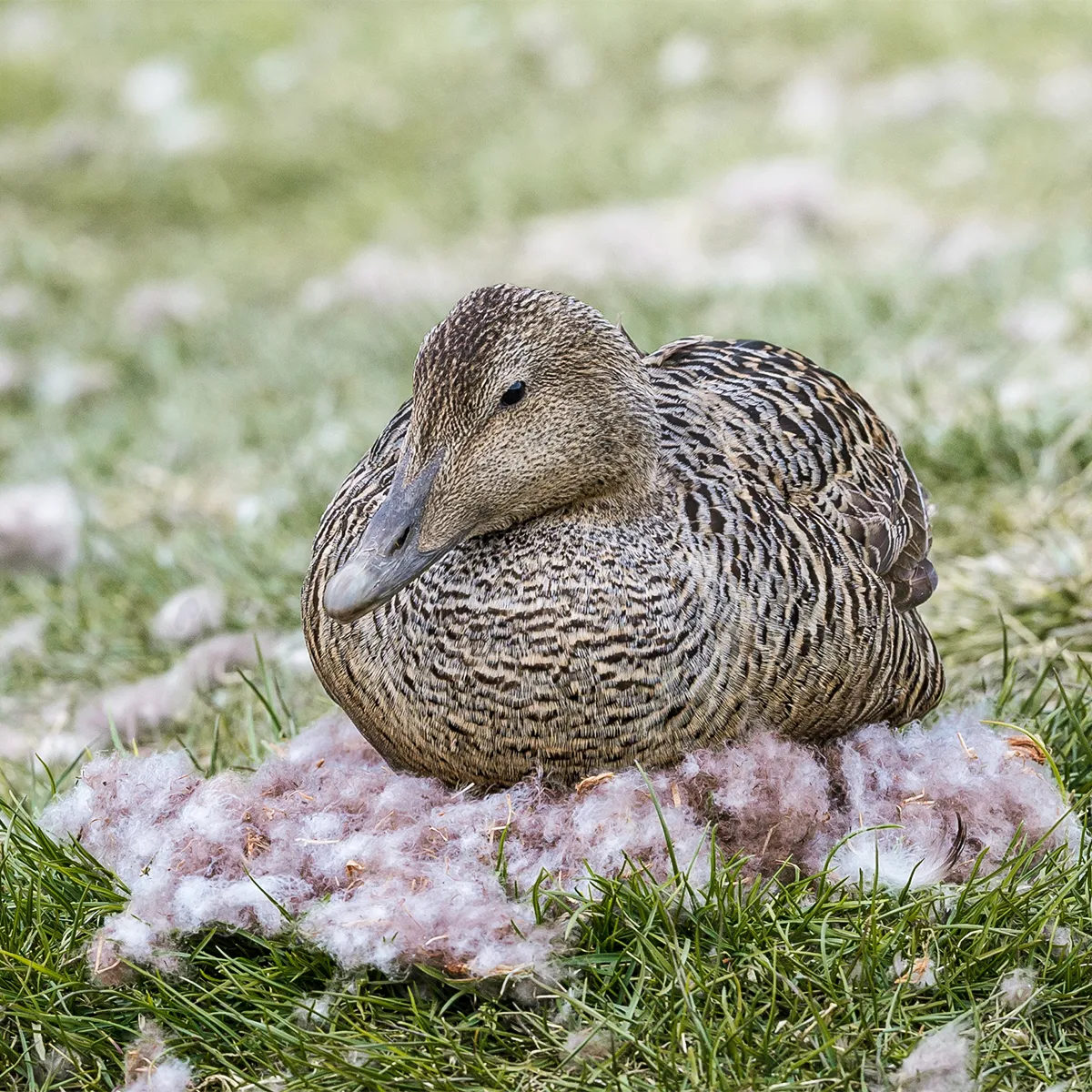 Schlossberg-Bettdecken-Kissen-Eiderente-1200x1200